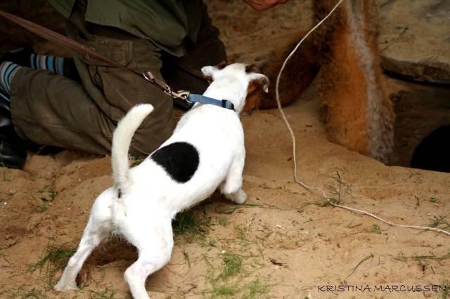 Jack russell terrier Milo billede 8