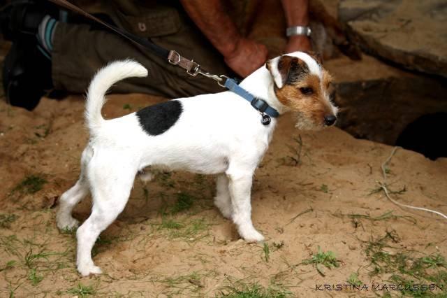 Jack russell terrier Milo billede 9