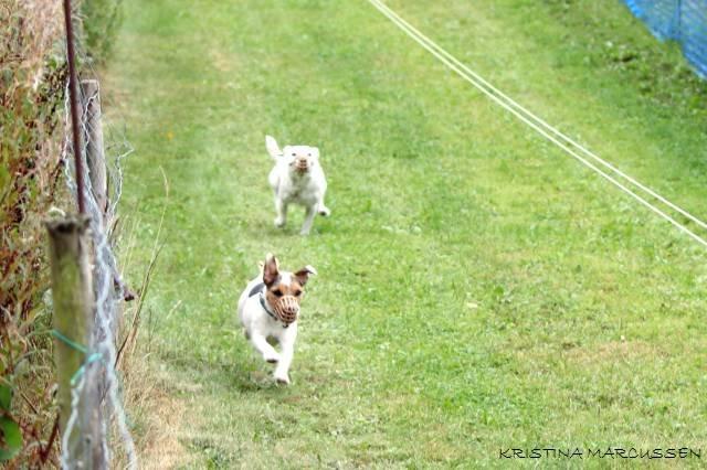 Jack russell terrier Milo billede 10