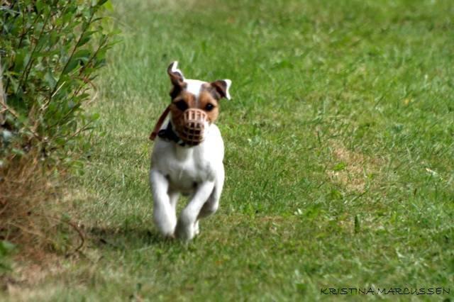 Jack russell terrier Milo billede 11