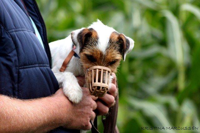 Jack russell terrier Milo billede 12