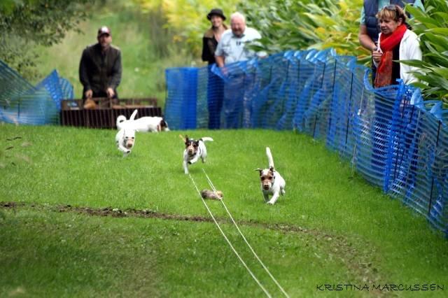 Jack russell terrier Milo billede 13