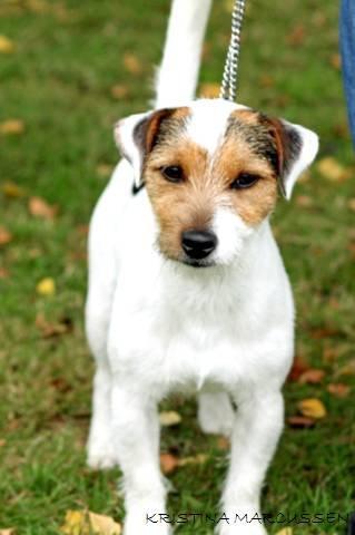 Jack russell terrier Milo billede 14
