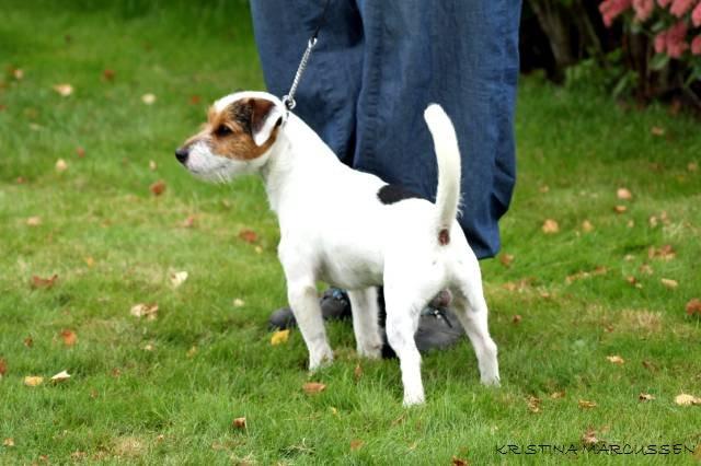 Jack russell terrier Milo billede 15