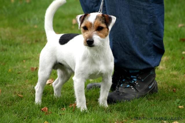 Jack russell terrier Milo billede 1