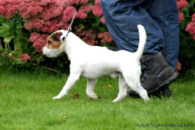 Jack russell terrier Milo billede 16