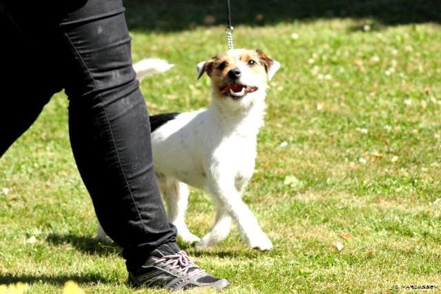 Jack russell terrier Milo billede 17