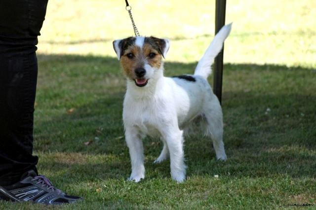 Jack russell terrier Milo billede 18