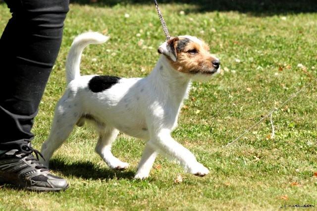 Jack russell terrier Milo billede 19