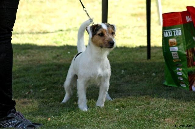 Jack russell terrier Milo billede 20