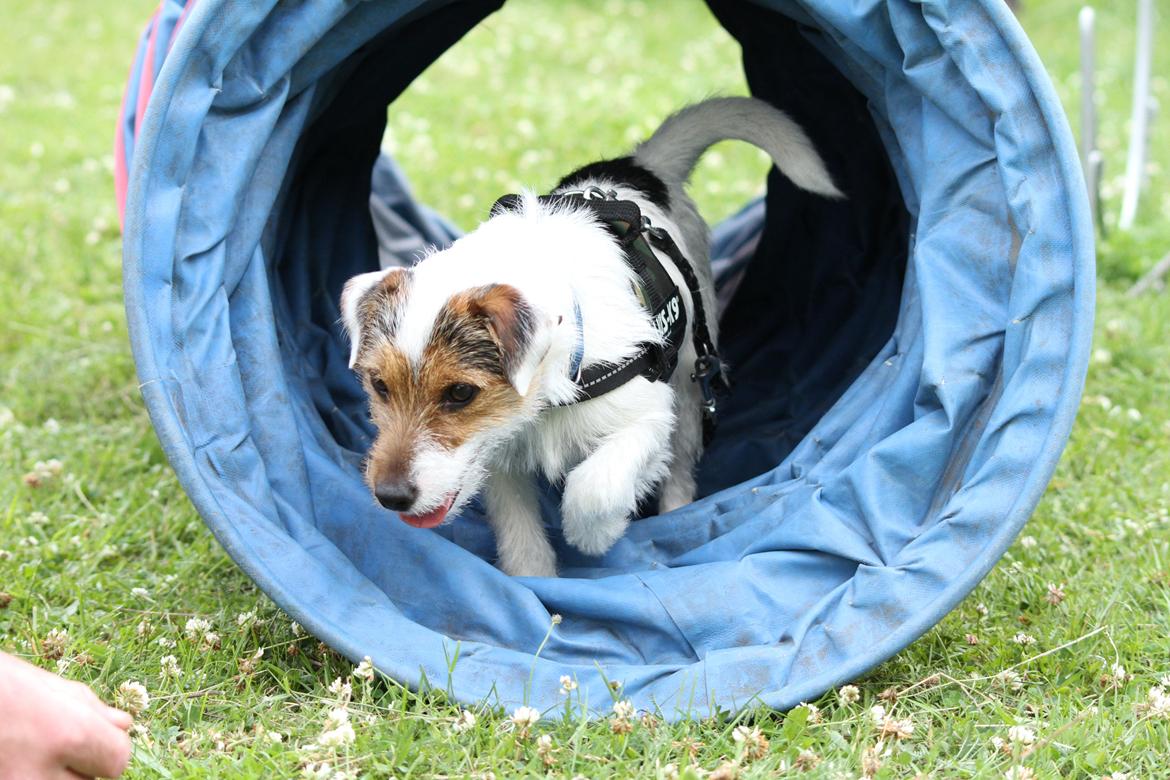 Jack russell terrier Milo billede 21