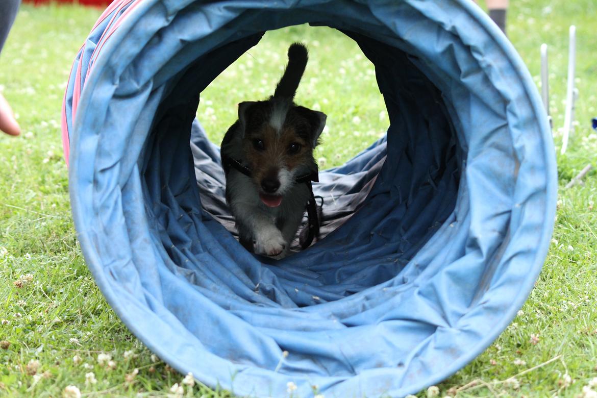 Jack russell terrier Milo billede 22