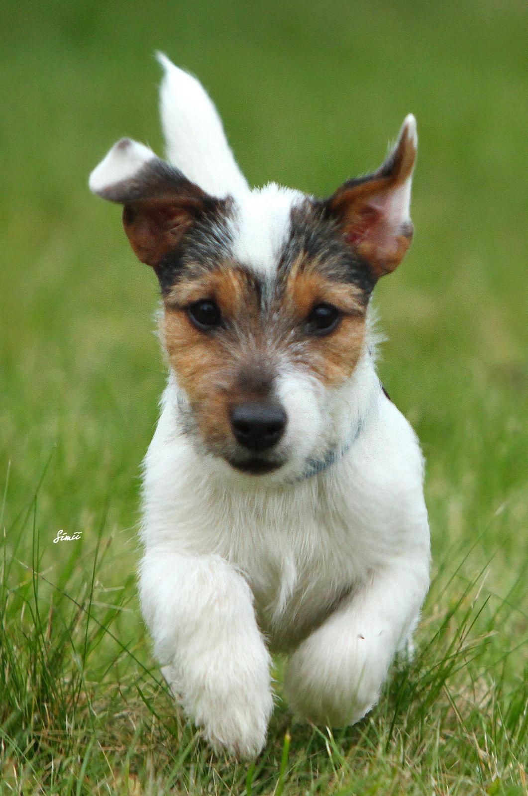 Jack russell terrier Milo billede 23