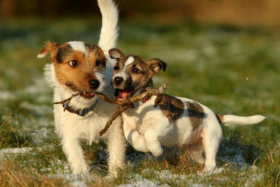 Jack russell terrier Milo billede 24