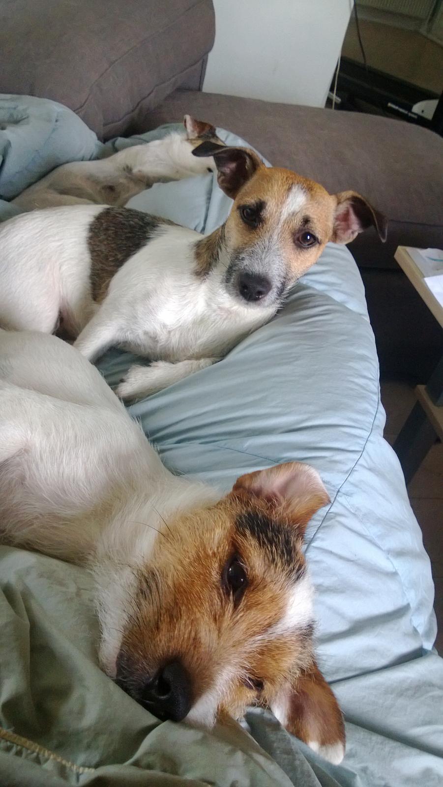 Jack russell terrier Milo billede 25