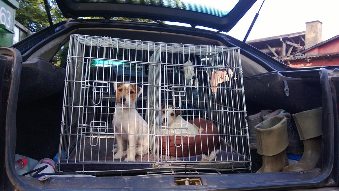 Jack russell terrier Milo billede 26