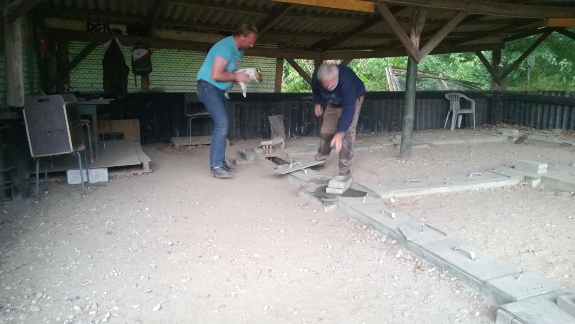 Jack russell terrier Milo billede 27