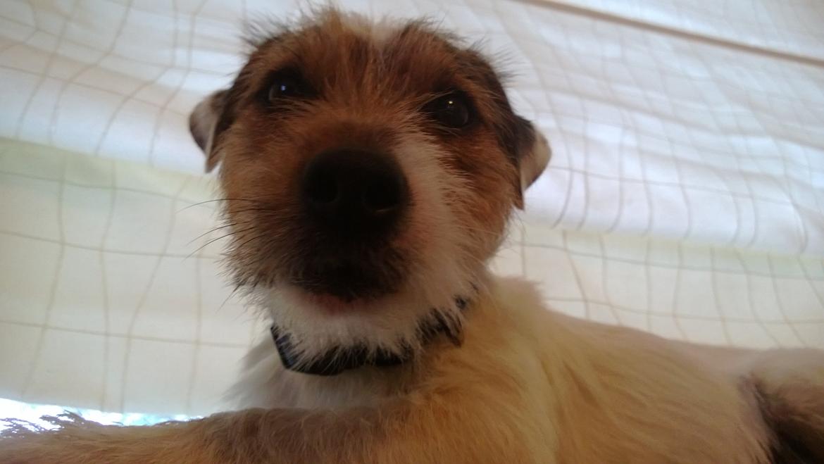 Jack russell terrier Milo billede 28