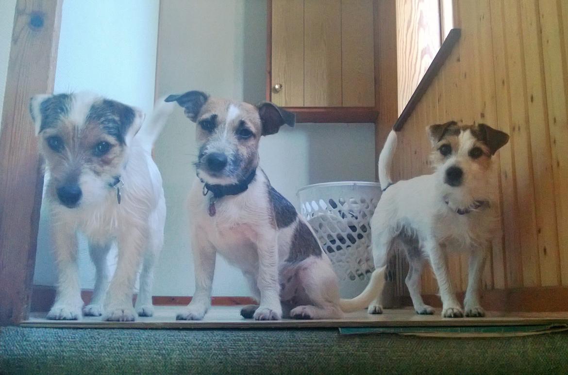 Jack russell terrier Milo billede 29