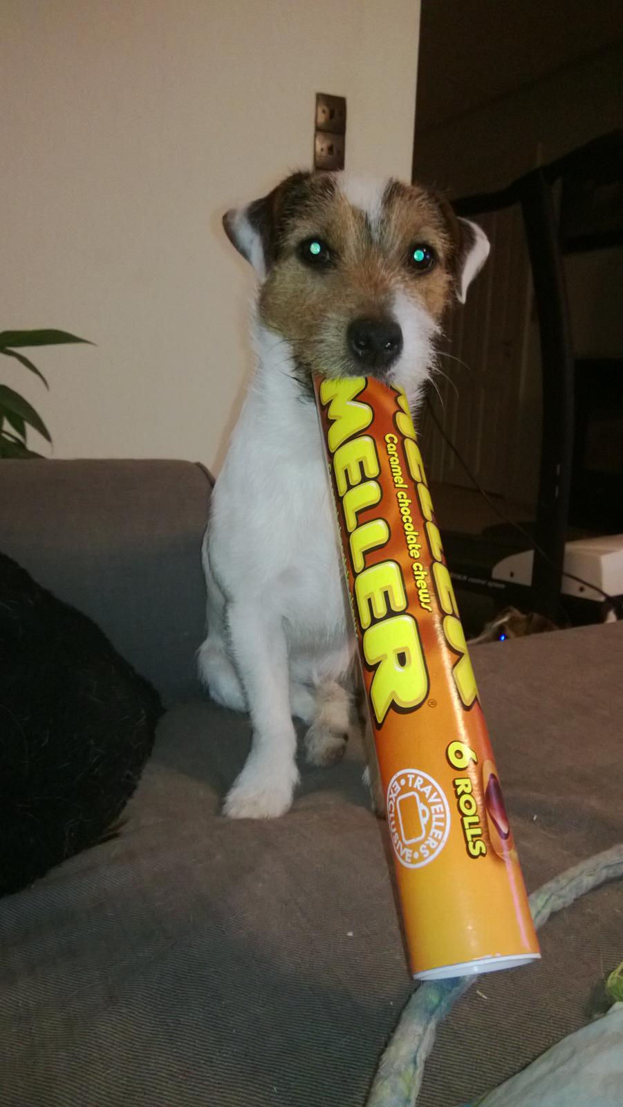 Jack russell terrier Milo billede 30