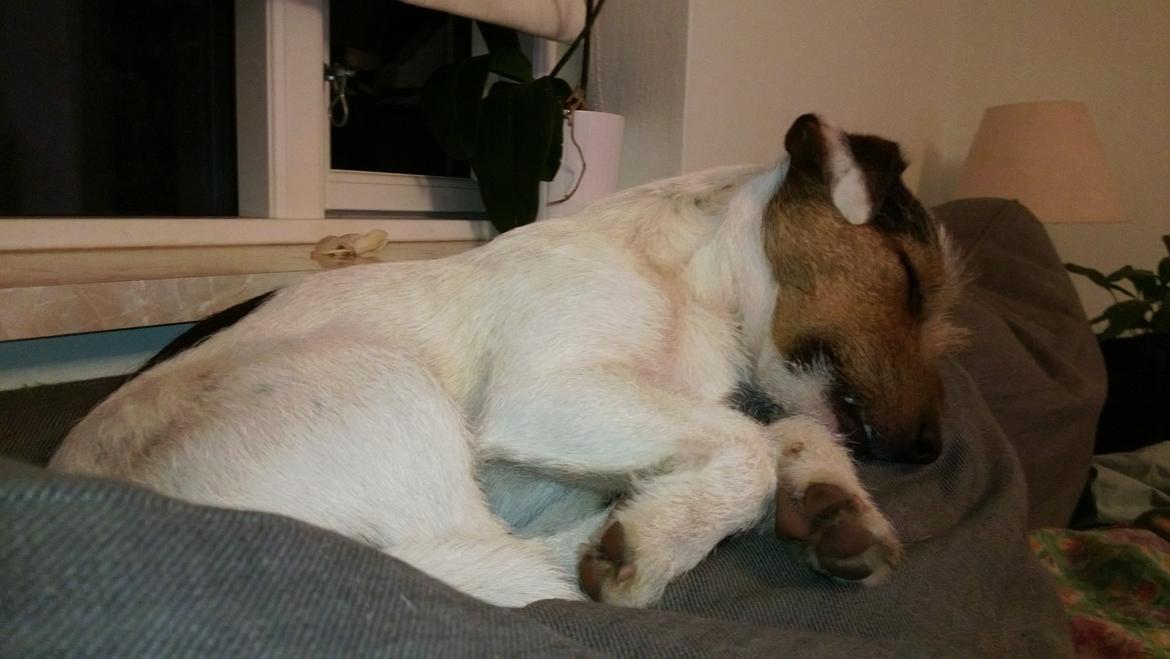 Jack russell terrier Milo billede 31