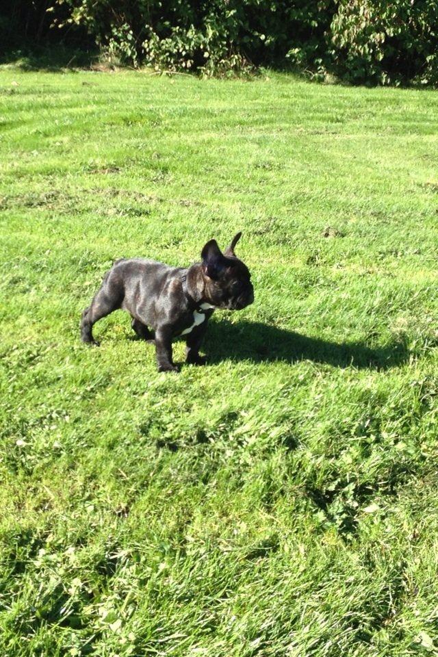 Fransk bulldog Humphrey Bogart - 10 uger billede 10