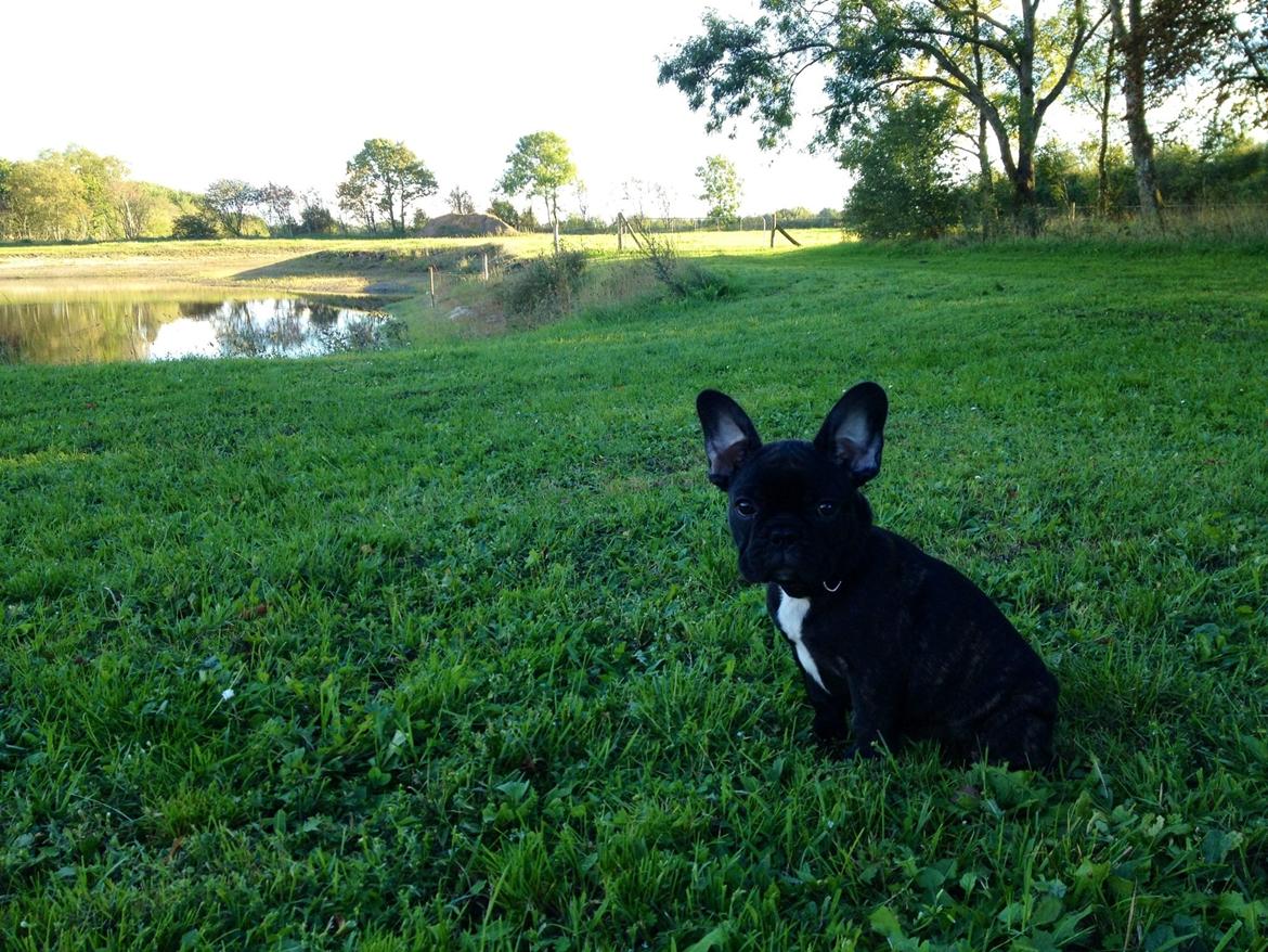 Fransk bulldog Humphrey Bogart billede 11