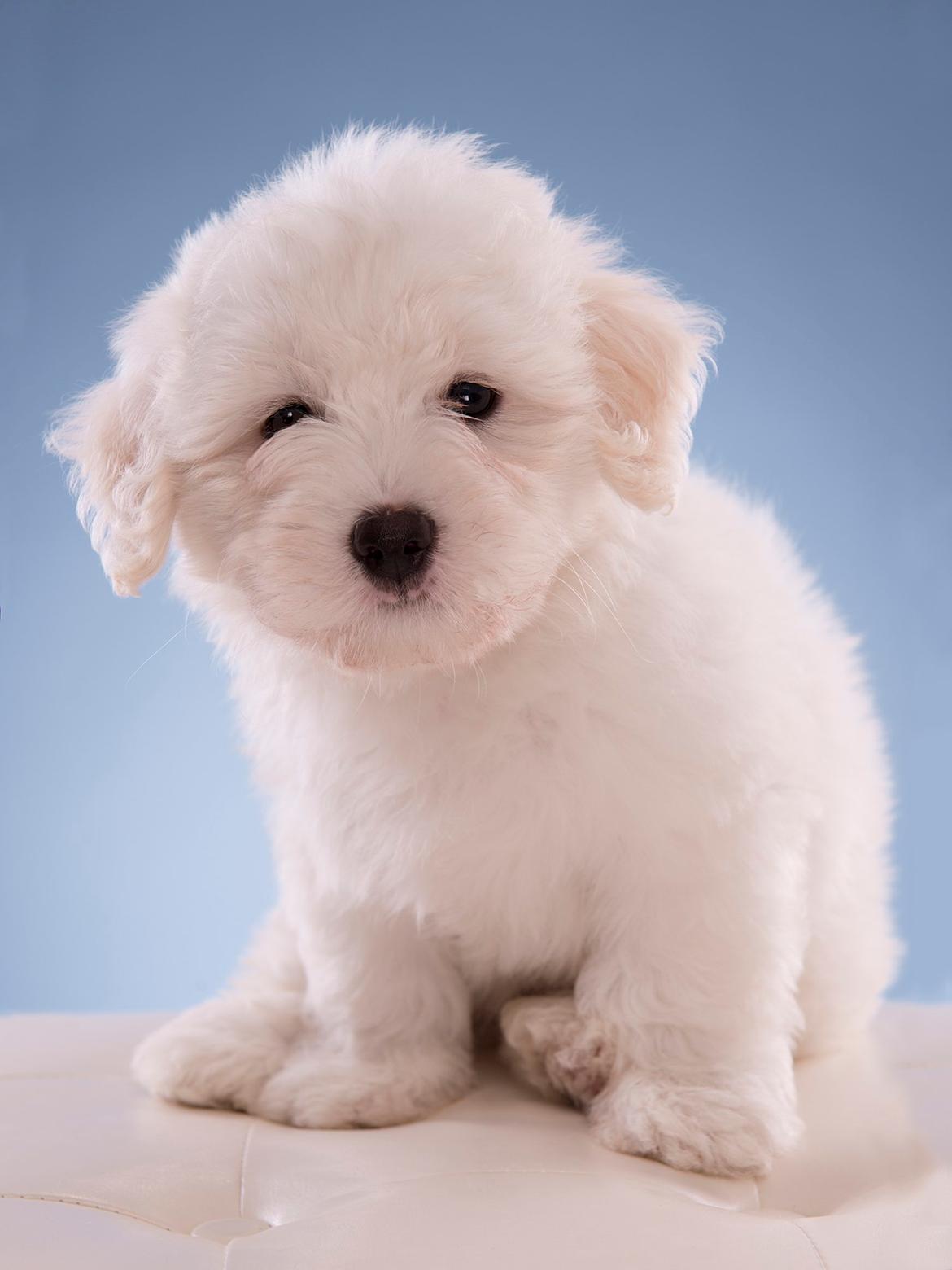 Coton de tulear Napoleon Louis billede 1