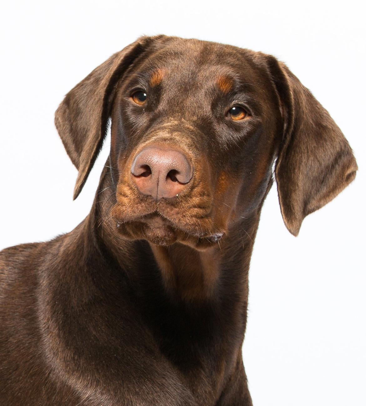 Dobermann DKKV13 AJW13 LUCH Proud Danish Flying Indian Girl billede 20