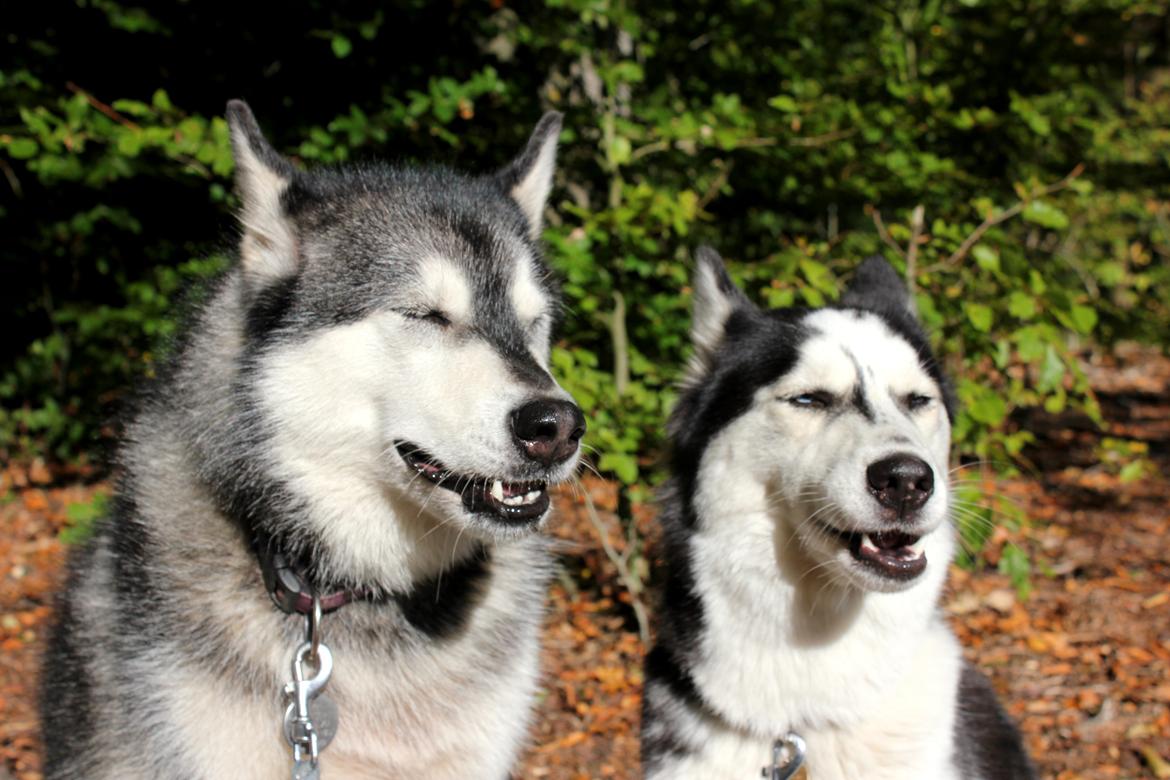 Alaskan malamute Laika *Aflivet* billede 28