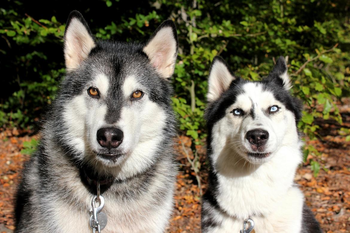 Alaskan malamute Laika *Aflivet* billede 29