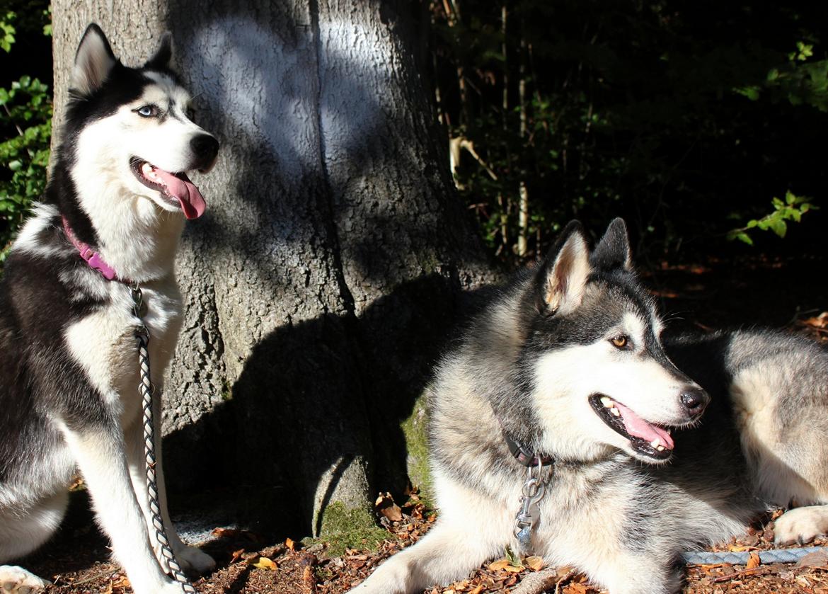 Alaskan malamute Laika *Aflivet* billede 30