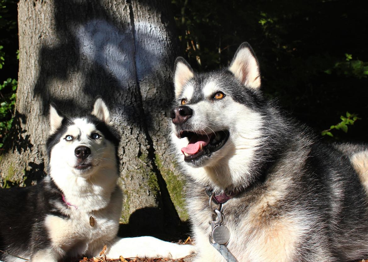 Alaskan malamute Laika *Aflivet* billede 31