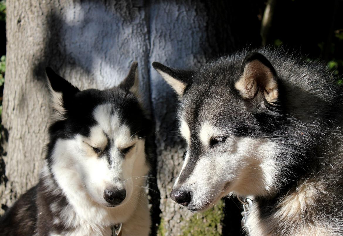 Alaskan malamute Laika *Aflivet* billede 32