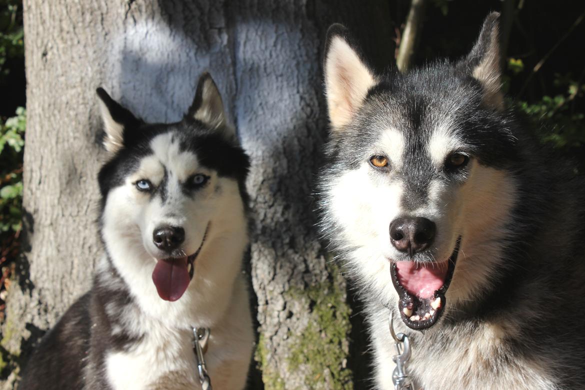 Alaskan malamute Laika *Aflivet* billede 33