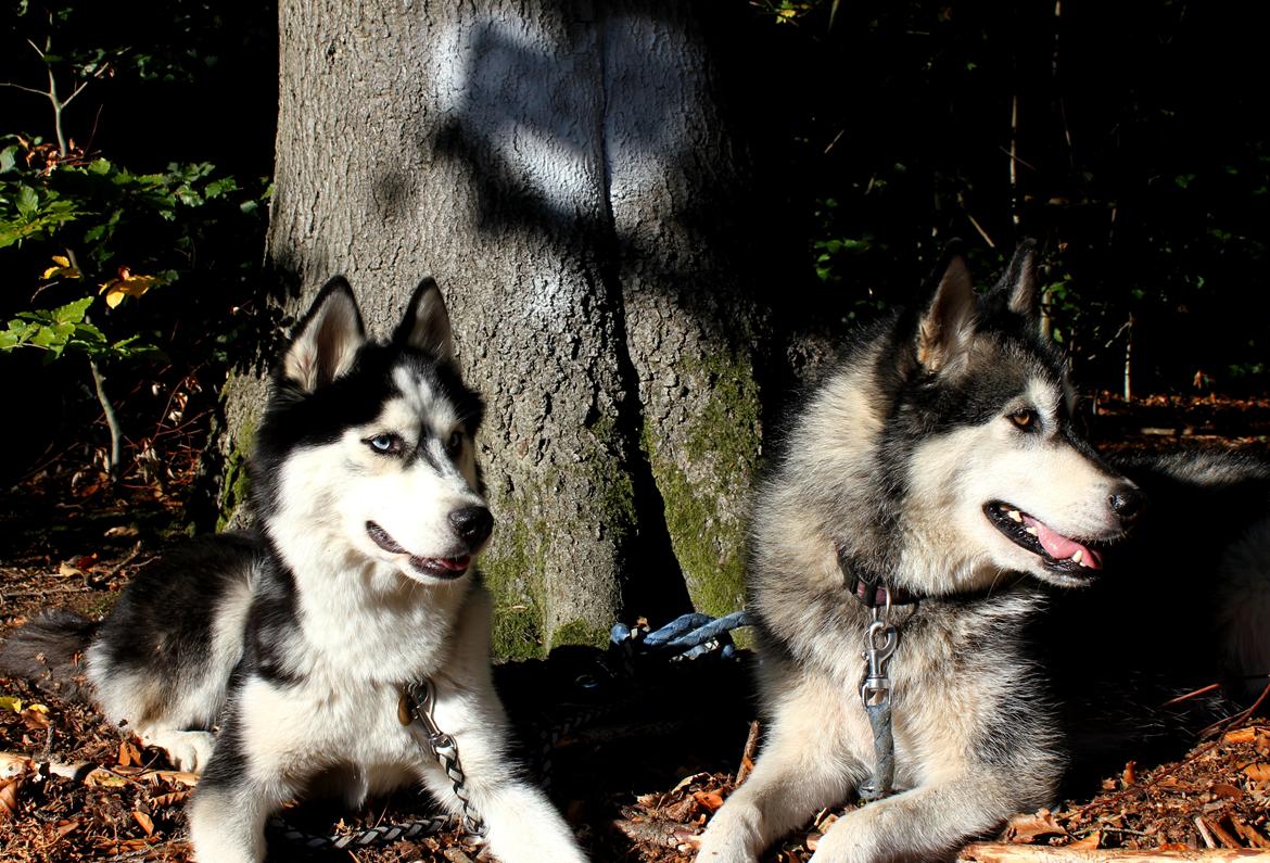 Alaskan malamute Laika *Aflivet* billede 34