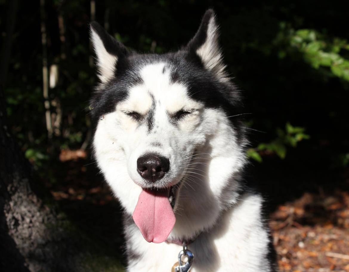 Siberian husky Einstein billede 33