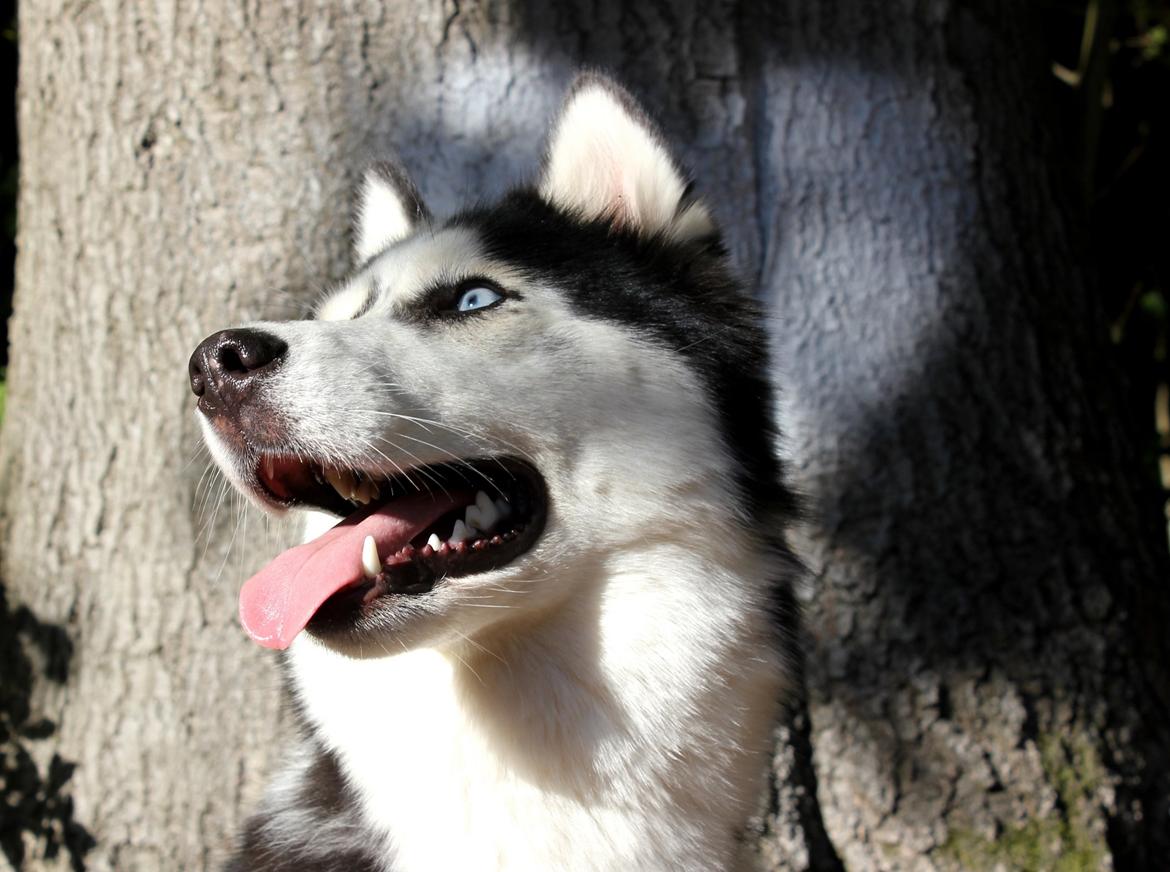 Siberian husky Einstein billede 34