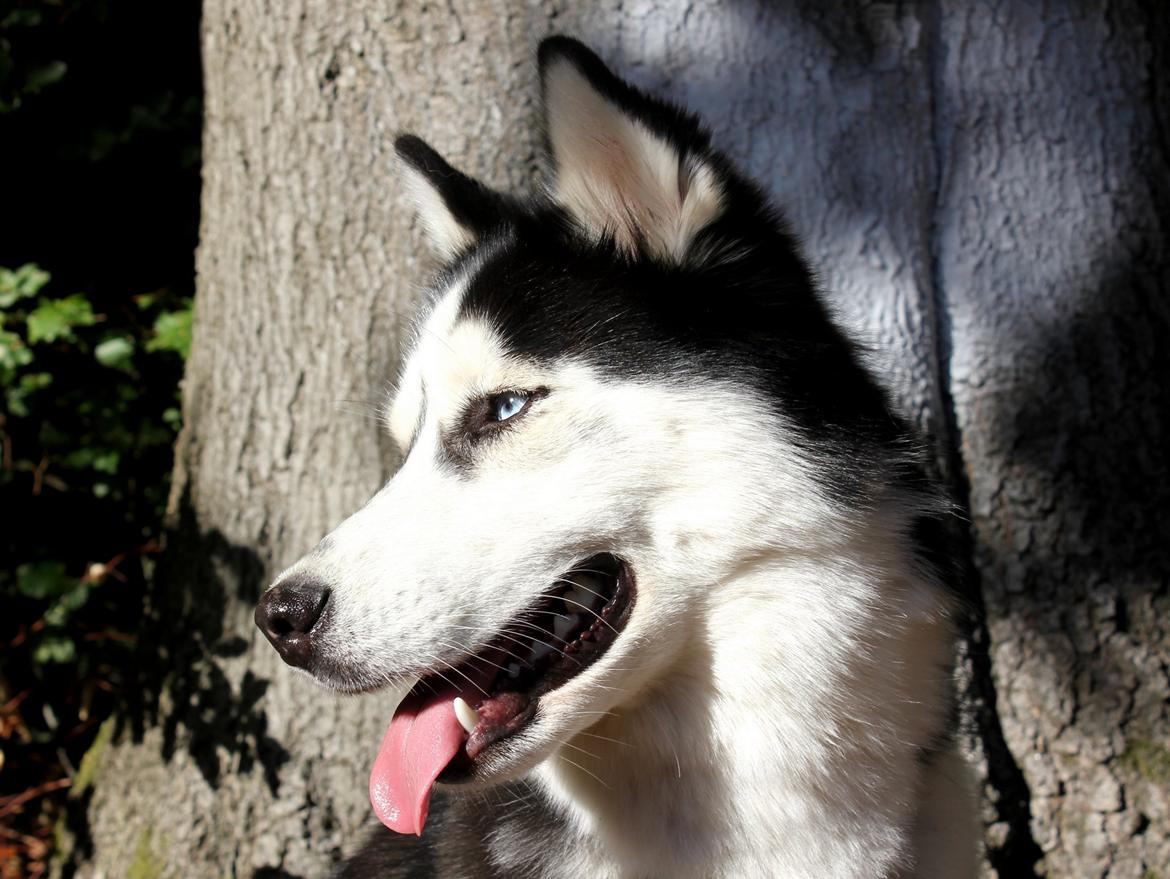 Siberian husky Einstein billede 35