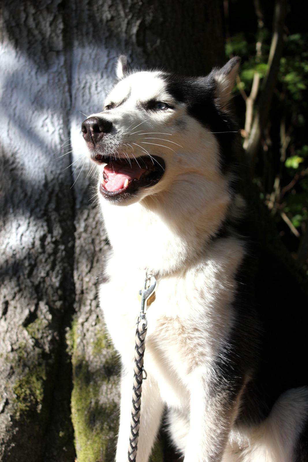 Siberian husky Einstein billede 36