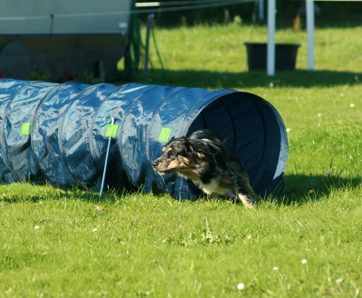 Blanding af racer Merci 6 år <3 billede 29