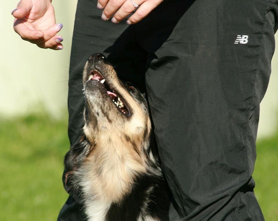 Blanding af racer Merci 6 år <3 - Til agility træning 27.09.2013 billede 30