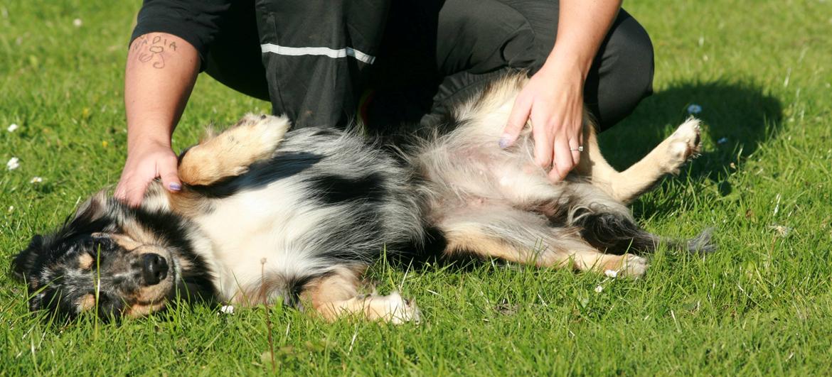 Blanding af racer Merci 6 år <3 - Til agility træning 27.09.2013 billede 31