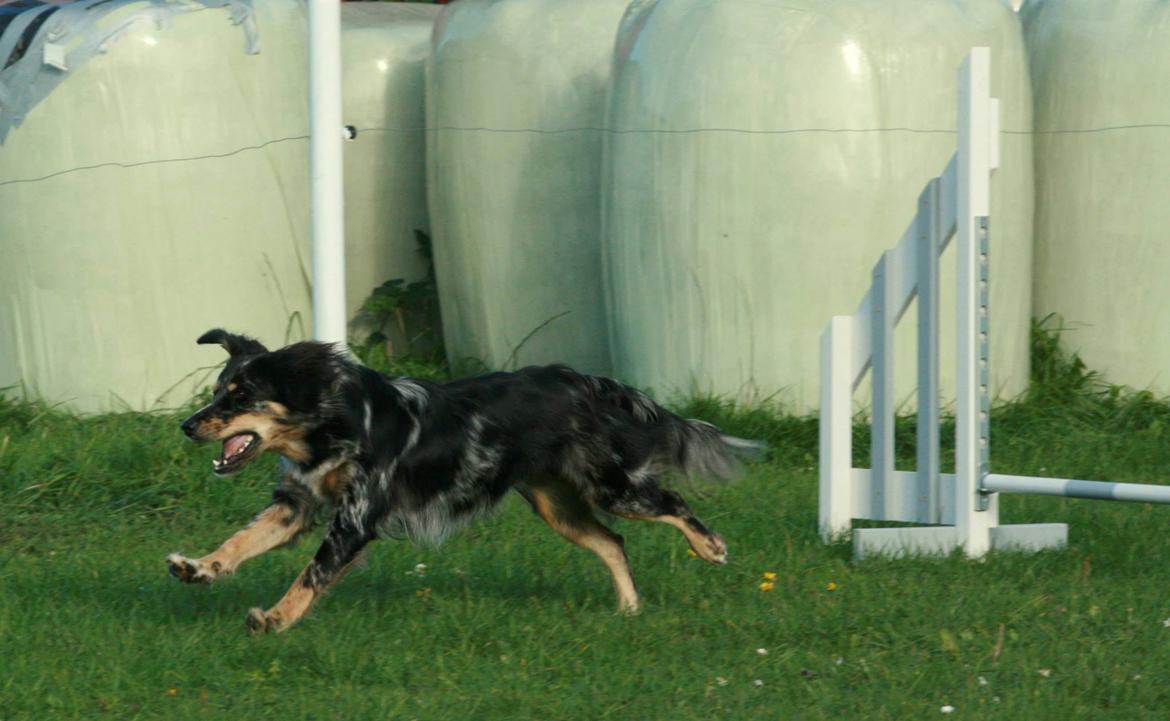 Blanding af racer Merci 6 år <3 - Til agility træning 27.09.2013 billede 32