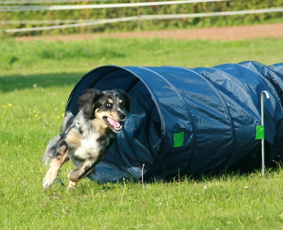 Blanding af racer Merci 6 år <3 - Til agility træning 27.09.2013 billede 33