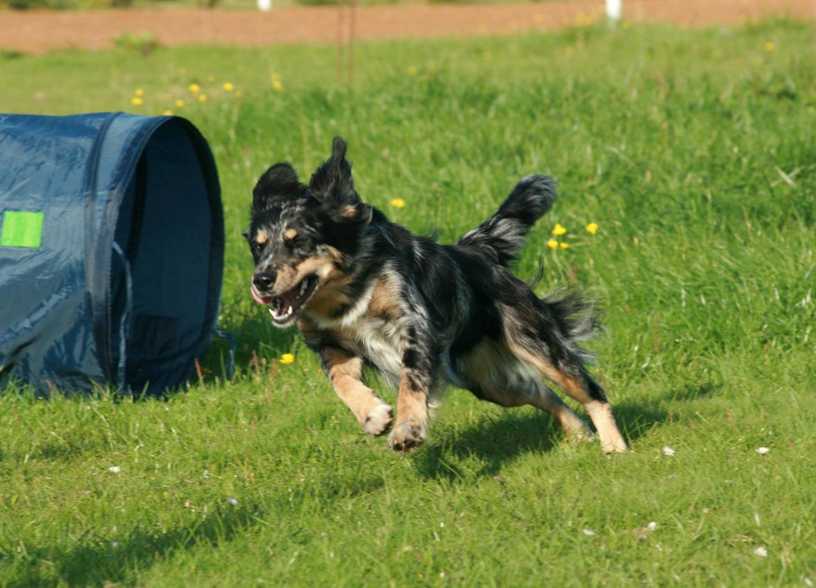 Blanding af racer Merci 6 år <3 - Til agility træning 27.09.2013 billede 34