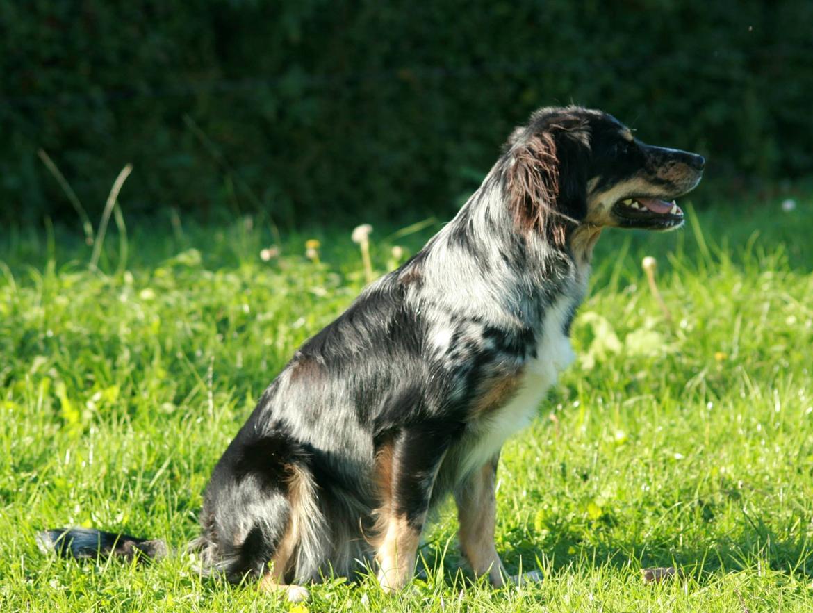 Blanding af racer Merci 6 år <3 - Til agility træning 27.09.2013 billede 36