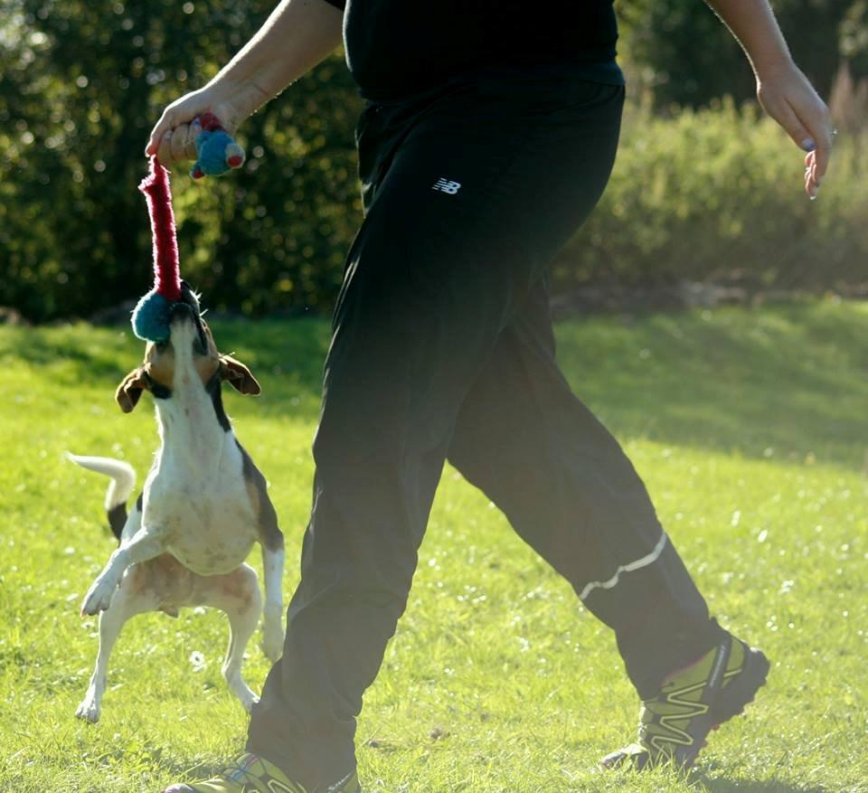 Dansk svensk gaardhund Pixel  <3 - Agility træning 27.09.2013 billede 21