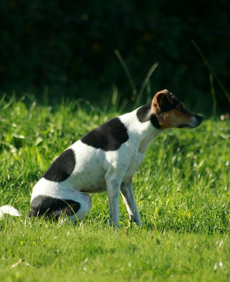 Dansk svensk gaardhund Pixel  <3 - Agility træning 27.09.2013 billede 22