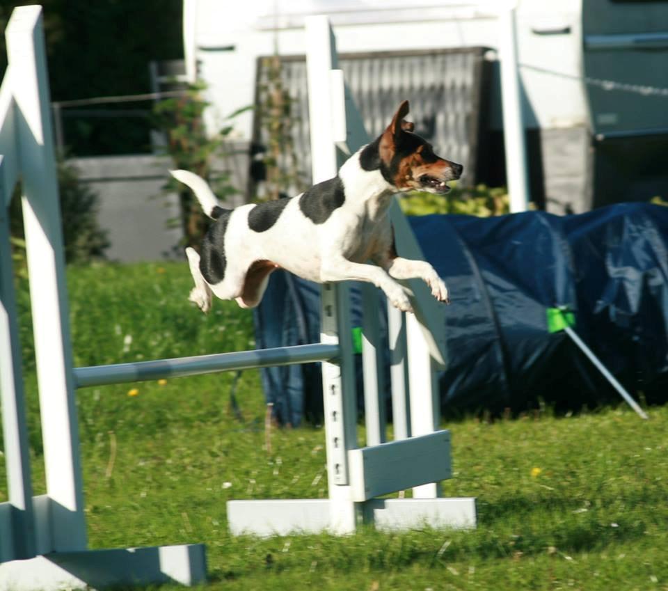 Dansk svensk gaardhund Pixel  <3 - Agility træning 27.09.2013 billede 23